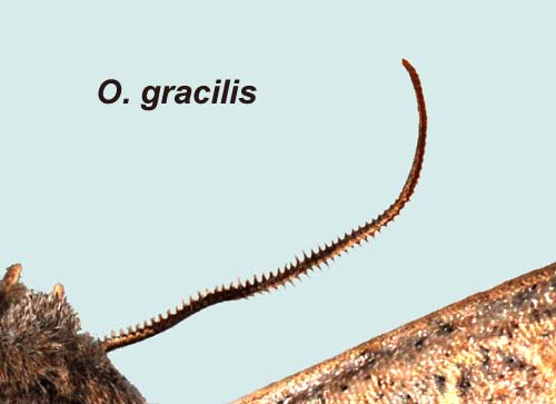 antenne mâle Orthosia gracilis